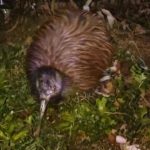 ニュージーランドの鳥キーウィ、気になる名前の由来は？