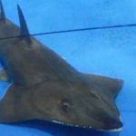 水族館で20年飼育のエイ、実は新種　「誰も気づかず」
