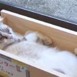 キュッとはまって至福　ネコがくつろぐ「高級ベッド」