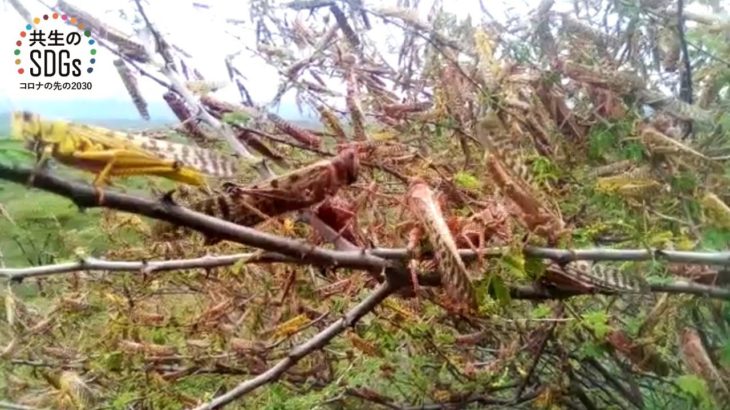 ☆SDGs企画）ケニアとパキスタンのバッタ被害の様子