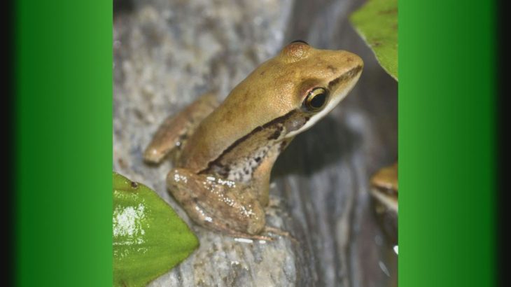 ワン!と鳴くカエル繁殖 鳥羽水族館、日本で初成功