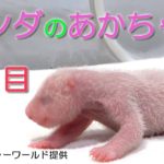 アドベンチャーワールド　パンダの赤ちゃん　2日目