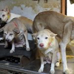 出雲の民家で犬１６４匹の多頭飼育崩壊