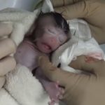 サルでの子宮移植、出産成功　慶応大や滋賀医科大などのチーム