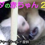 アドベンチャーワールド　パンダの赤ちゃん20日目