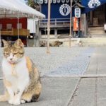 いつもと違う初詣　看板ネコ「チビ」は…