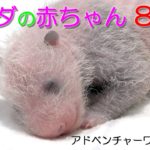 アドベンチャーワールド　パンダの赤ちゃん　８日目
