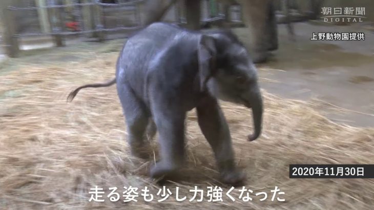上野動物園の子ゾウ初公開、成長の記録も