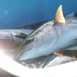 旬の寒ブリ　数年ぶりの大漁に歓喜　　京都・伊根