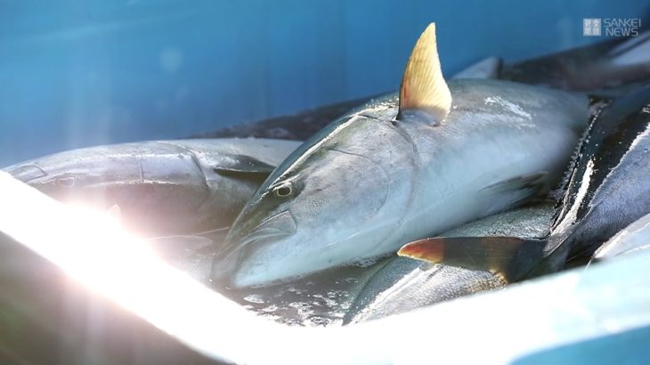 旬の寒ブリ　数年ぶりの大漁に歓喜　　京都・伊根