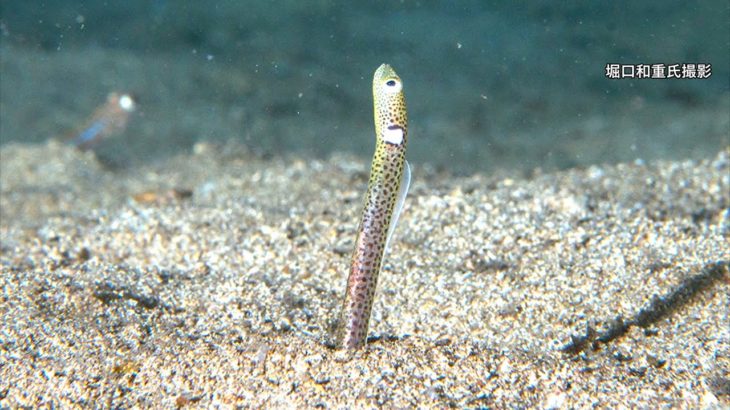 伊豆の海に珍客・新種ニゲミズチンアナゴ見参