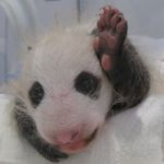パンダの赤ちゃん、実はメスだった！　和歌山・白浜町