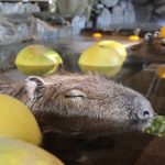 ２１日の冬至を前に「ざぼん湯」につかるカピバラたち