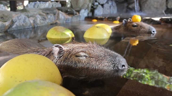 ２１日の冬至を前に「ざぼん湯」につかるカピバラたち