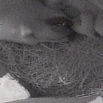 ホッキョクグマが２頭の赤ちゃんを出産＝天王寺動物園提供