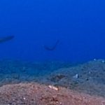 海底に赤いリボン、大瀬崎にイッテンアカタチ出現