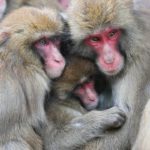 寒さをしのぐ「サル団子」　淡路島モンキーセンター