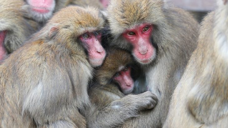寒さをしのぐ「サル団子」　淡路島モンキーセンター