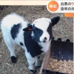 ウシ柄･･･でもヒツジ 丑年の元日生まれで人気【Nスタ】