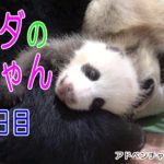 アドベンチャーワールド　パンダの赤ちゃん52日目