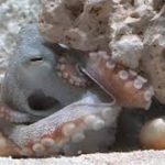 かんさいアニマルズ　ニフレルのマダコ