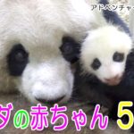 アドベンチャーワールド　パンダの赤ちゃん　50日目