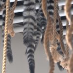 かんさいアニマルズ　ワオキツネザルの尻尾＠ニフレル