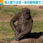 ゴリラも感染・・・類人猿で初　米動物園の2頭が陽性(2021年1月13日)