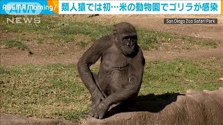 ゴリラも感染・・・類人猿で初　米動物園の2頭が陽性(2021年1月13日)