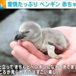 愛情たっぷり　ペンギン　赤ちゃんすくすく(2021年1月26日)