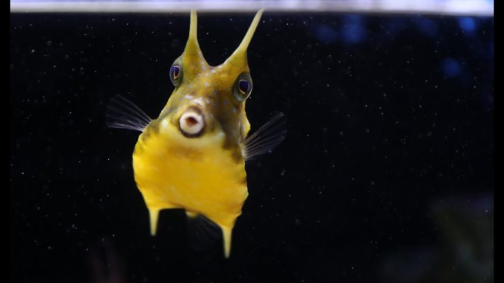 「今年の顔？」今年の干支の丑にそっくりなコンゴウフグ・京都水族館