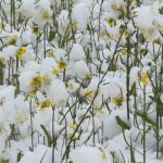 四万十川に大雪　菜の花も雪化粧