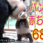 アドベンチャーワールド　パンダの赤ちゃん　68日目