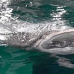 ジンベエザメを間近で見られる海遊館のツアー