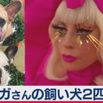レディ―・ガガさんの飼い犬２匹強奪　懸賞金約5,300万円（2021年2月26日）