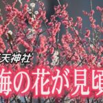 梅の花が見頃を迎えた 亀戸天神社