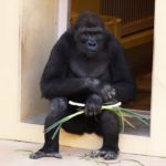 ゴリラもステイホーム？　エサを抱えて屋内に移動