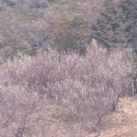 南部梅林で梅咲きほこる　和歌山県みなべ町