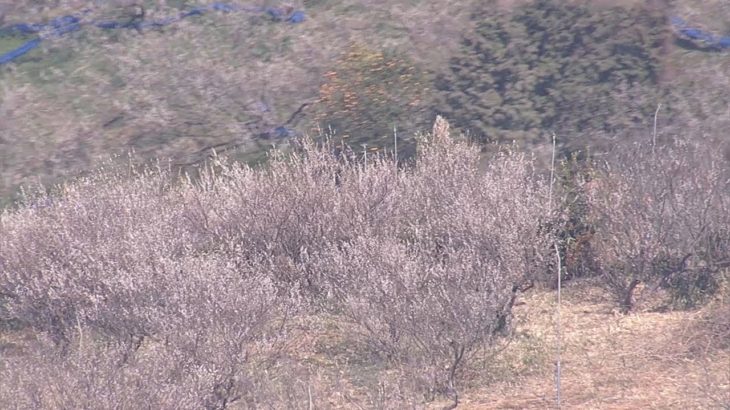 南部梅林で梅咲きほこる　和歌山県みなべ町