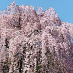滝のようにこぼれる桜の花　徳島県つるぎ町の山里で満開に