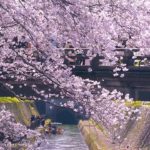 トンネルを抜けると、満開の桜の世界が広がっていた「琵琶湖疏水の桜」