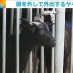 オーナーもびっくり！ヤギが自分で鍵外し外出　中国(2021年3月10日)