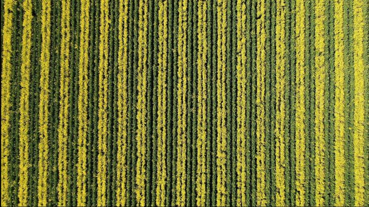 菜の花1000万本、しま模様を描く　岡山県笠岡市