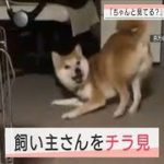 「かまって」主張と確認の「チラ見」に忙しいワン！(2021年3月16日)