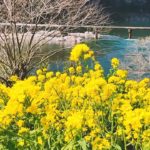 満開の菜の花が四万十川の象徴・岩間沈下橋の復旧を待つ