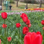 ３万本のチューリップの花でモネの名画再現