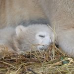 かんさいアニマルズ　ホッキョクグマの赤ちゃん（ホウちゃん）公開