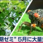 “周期ゼミ”　米で５月に大量発生か（2021年3月23日）