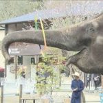 「こんな時だから」市原ぞうの国がリニューアル(2021年3月23日)