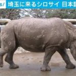 「来い」「ダメ」「いいね」　来日へシロサイ猛勉強(2021年3月2日)